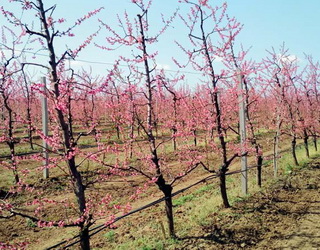 Крону молодих персикових дерев формують ранньої весни